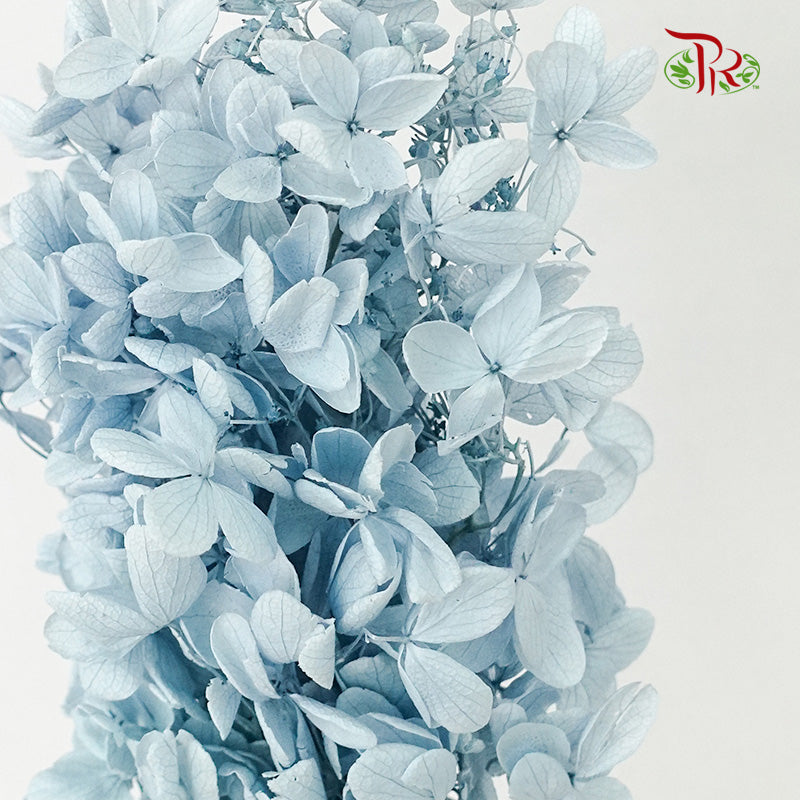 Preservative Hydrangea Peegee Blue - Pudu Ria Florist Southern