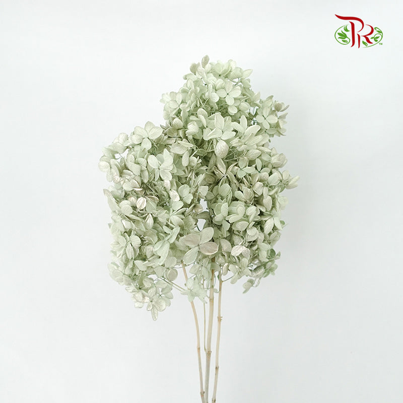 Preservative Hydrangea Peegee Green - Pudu Ria Florist Southern