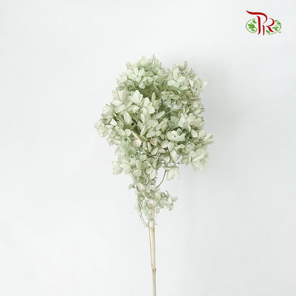 Preservative Hydrangea Peegee Green - Pudu Ria Florist Southern
