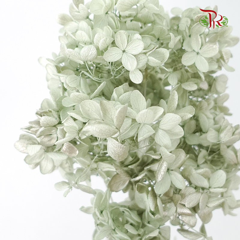 Preservative Hydrangea Peegee Green - Pudu Ria Florist Southern
