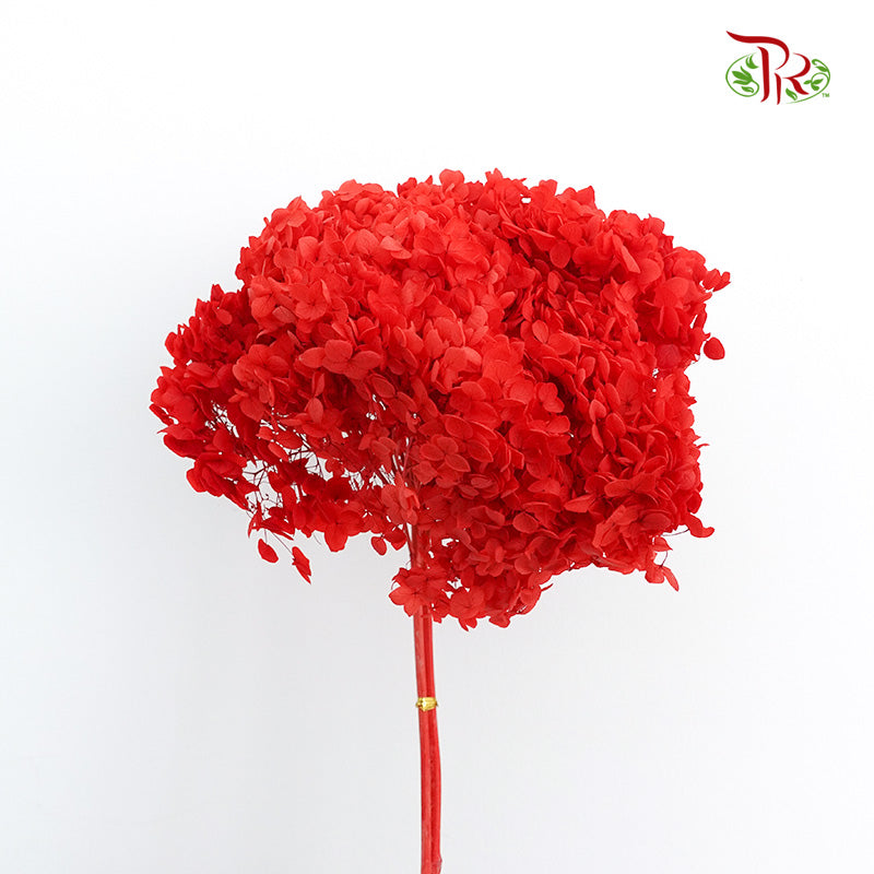 Preservative Hydrangea Small Petal - Red / Per Stem - Pudu Ria Florist Southern