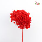 Preservative Hydrangea Small Petal - Red / Per Stem - Pudu Ria Florist Southern