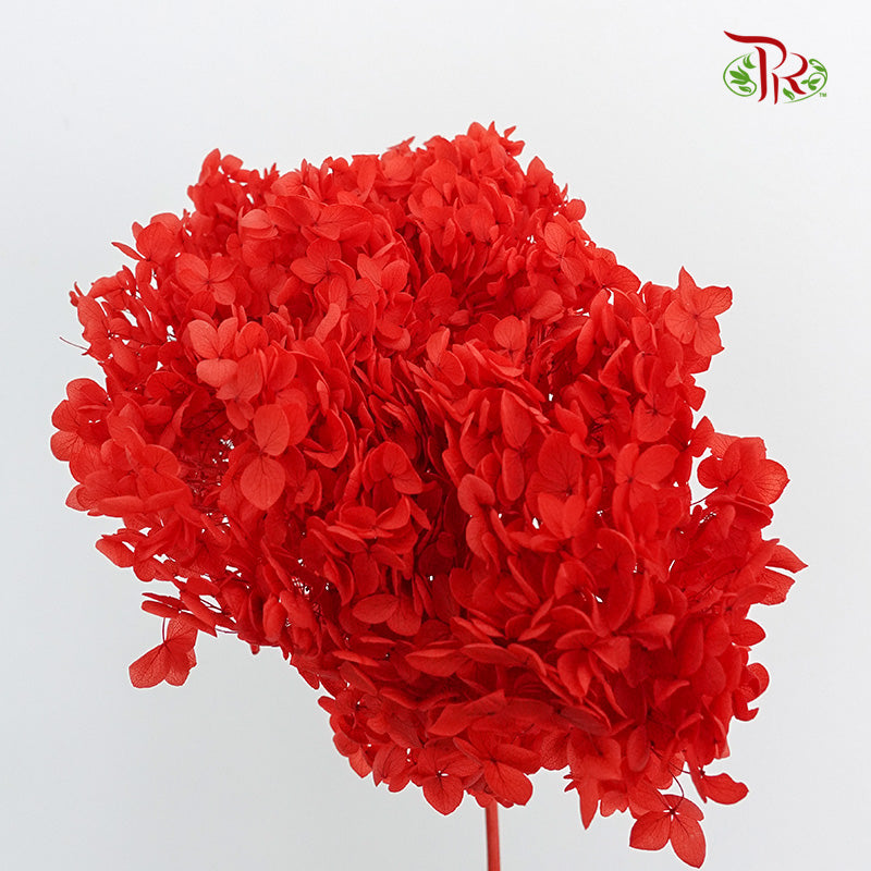 Preservative Hydrangea Small Petal - Red / Per Stem - Pudu Ria Florist Southern