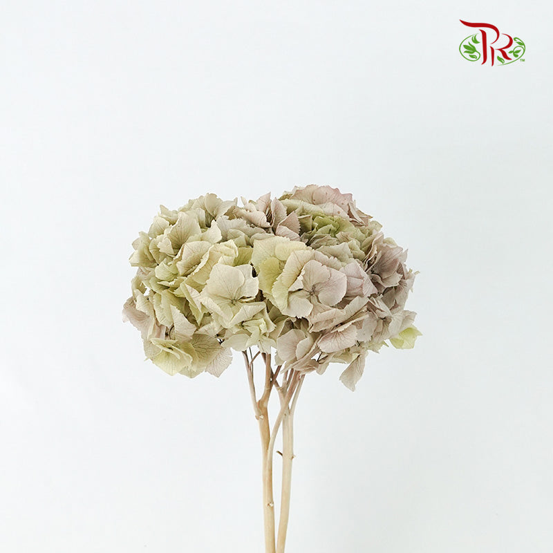 Preservative Hydrangea Royal Sage Green / Per Stem - Pudu Ria Florist Southern