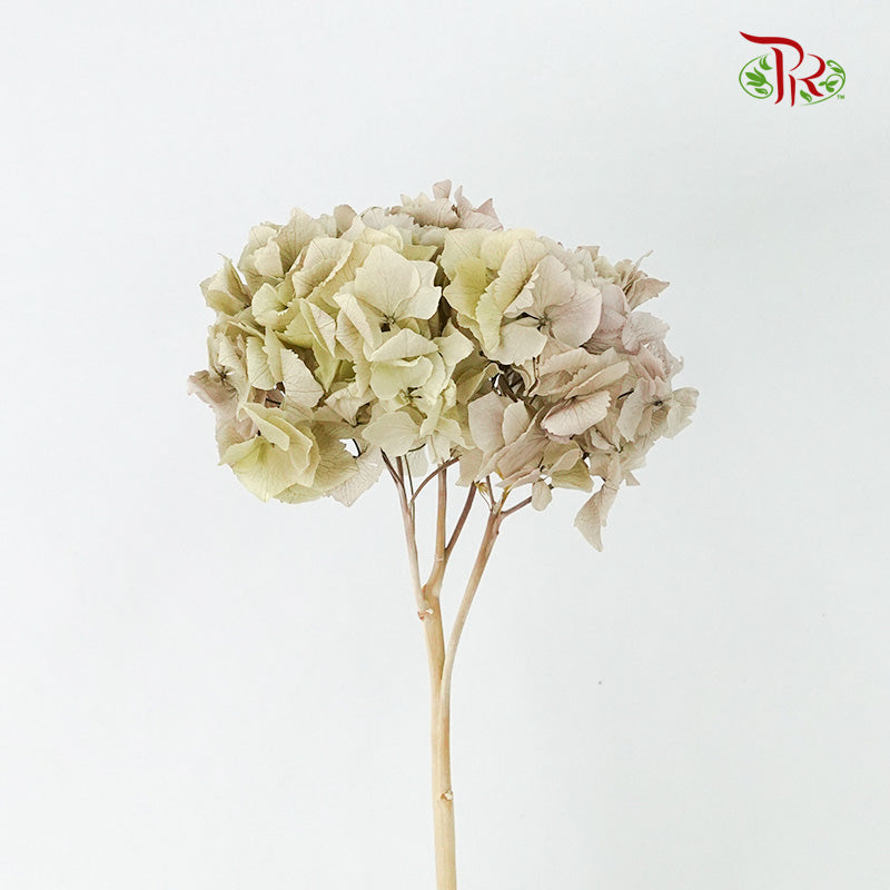 Preservative Hydrangea Royal Sage Green / Per Stem - Pudu Ria Florist Southern