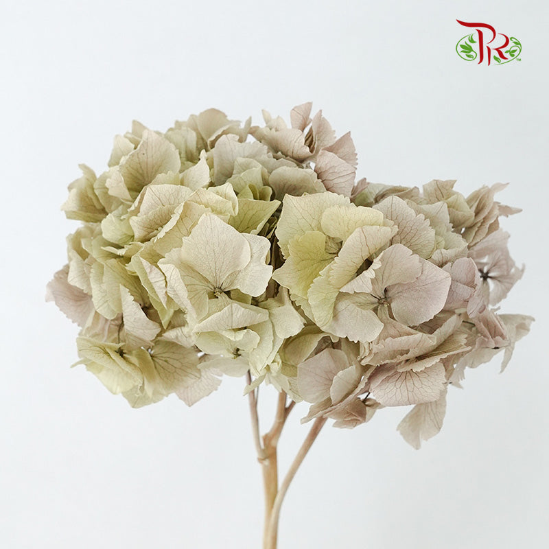 Preservative Hydrangea Royal Sage Green / Per Stem - Pudu Ria Florist Southern