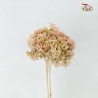 Preservative Hydrangea Royal Khaki / Per Stem - Pudu Ria Florist Southern