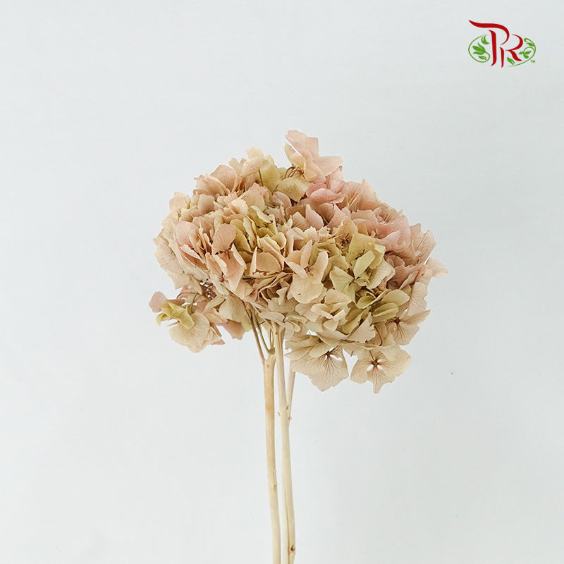 Preservative Hydrangea Royal Khaki / Per Stem - Pudu Ria Florist Southern