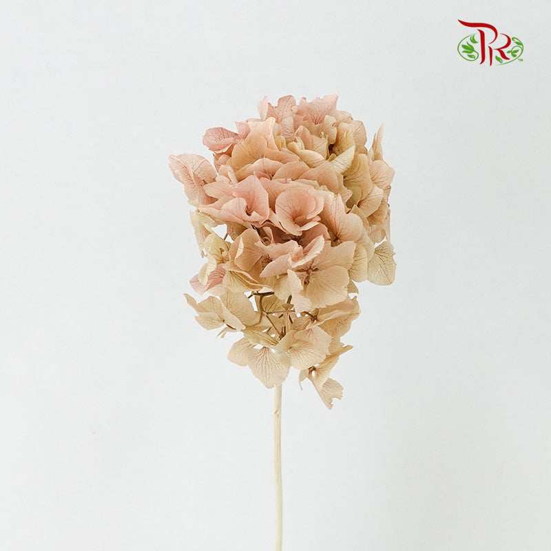 Preservative Hydrangea Royal Khaki / Per Stem - Pudu Ria Florist Southern