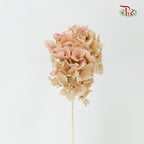 Preservative Hydrangea Royal Khaki / Per Stem - Pudu Ria Florist Southern