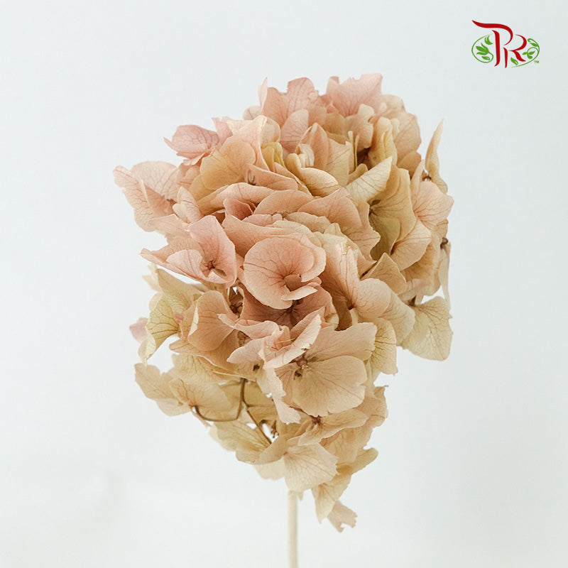Preservative Hydrangea Royal Khaki / Per Stem - Pudu Ria Florist Southern