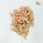 Preservative Hydrangea Royal Khaki / Per Stem - Pudu Ria Florist Southern