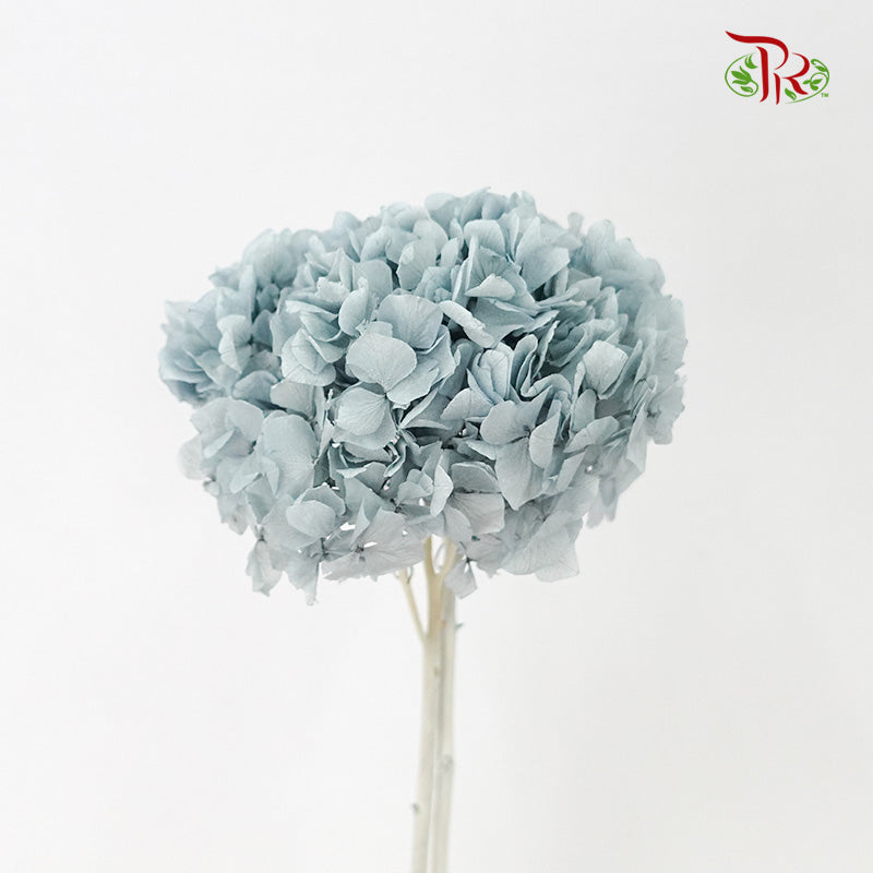 Preservative Hydrangea Royal Blue / Per Stem - Pudu Ria Florist Southern