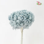 Preservative Hydrangea Royal Blue / Per Stem - Pudu Ria Florist Southern