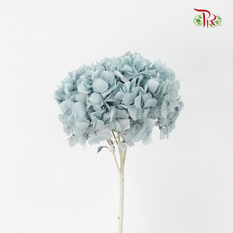 Preservative Hydrangea Royal Blue / Per Stem - Pudu Ria Florist Southern