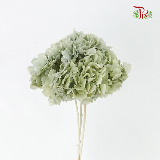Preservative Hydrangea Royal Green / Per Stem - Pudu Ria Florist Southern