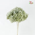 Preservative Hydrangea Royal Green / Per Stem - Pudu Ria Florist Southern