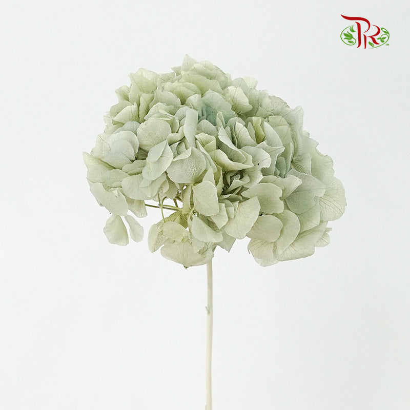 Preservative Hydrangea Royal Green / Per Stem - Pudu Ria Florist Southern