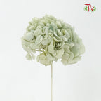 Preservative Hydrangea Royal Green / Per Stem - Pudu Ria Florist Southern