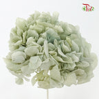Preservative Hydrangea Royal Green / Per Stem - Pudu Ria Florist Southern