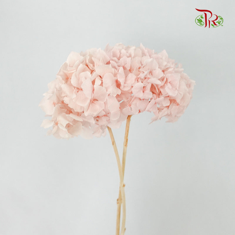 Preservative Hydrangea Royal Pink / Per Stem - Pudu Ria Florist Southern