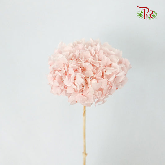 Preservative Hydrangea Royal Pink / Per Stem - Pudu Ria Florist Southern