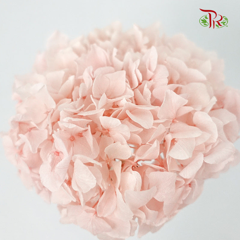 Preservative Hydrangea Royal Pink / Per Stem - Pudu Ria Florist Southern