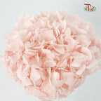 Preservative Hydrangea Royal Pink / Per Stem - Pudu Ria Florist Southern