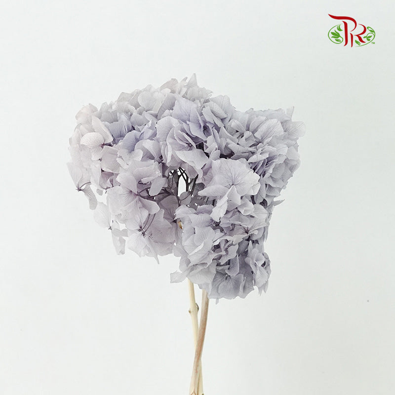 Preservative Hydrangea Royal Purple / Per Stem