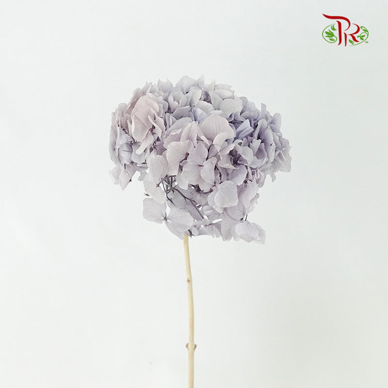 Preservative Hydrangea Royal Purple / Per Stem - Pudu Ria Florist Southern