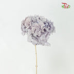 Preservative Hydrangea Royal Purple / Per Stem - Pudu Ria Florist Southern