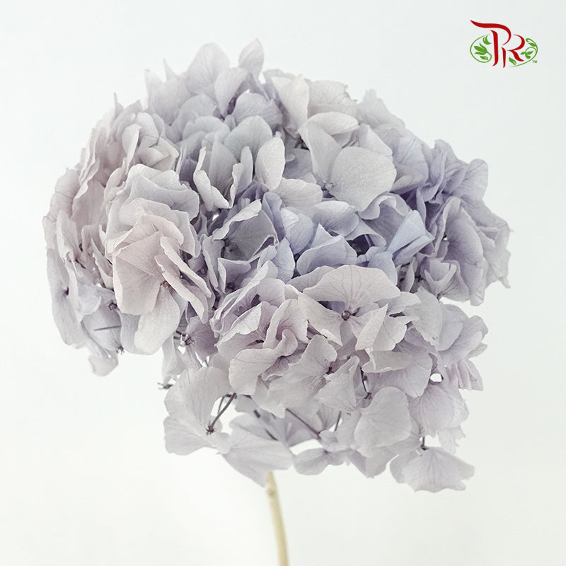 Preservative Hydrangea Royal Purple / Per Stem - Pudu Ria Florist Southern