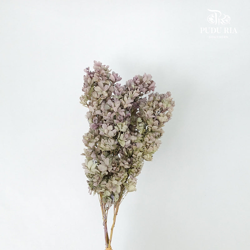 Preservative Hydrangea Snowflake Antique Bronze - Pudu Ria Florist Southern