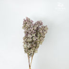 Preservative Hydrangea Snowflake Antique Bronze - Pudu Ria Florist Southern