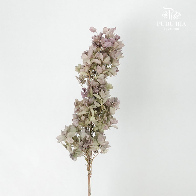 Preservative Hydrangea Snowflake Antique Bronze - Pudu Ria Florist Southern