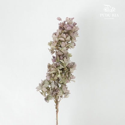 Preservative Hydrangea Snowflake Antique Bronze - Pudu Ria Florist Southern