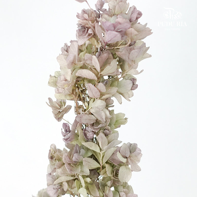 Preservative Hydrangea Snowflake Antique Bronze - Pudu Ria Florist Southern