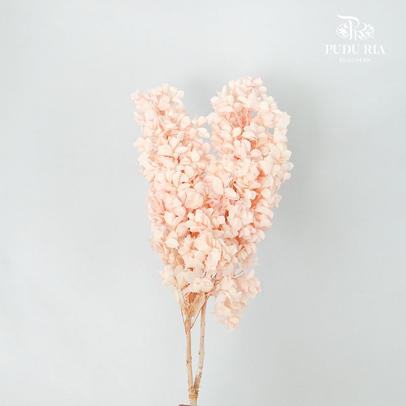 Preservative Hydrangea Snowflake Soft Pink - Pudu Ria Florist Southern