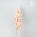 Preservative Hydrangea Snowflake Soft Pink - Pudu Ria Florist Southern