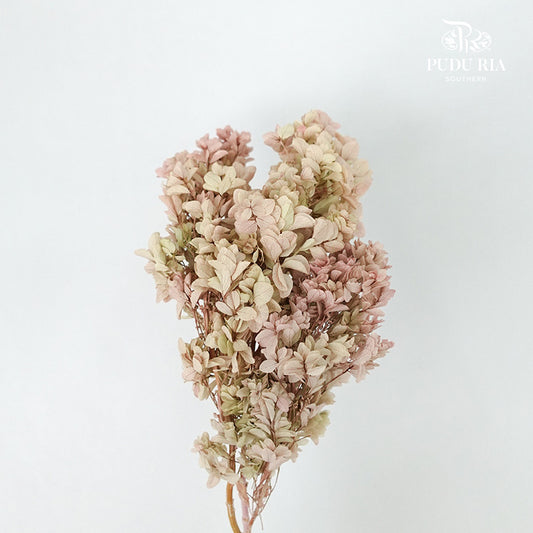 Preservative Hydrangea Snowflake Vintage - Pudu Ria Florist Southern