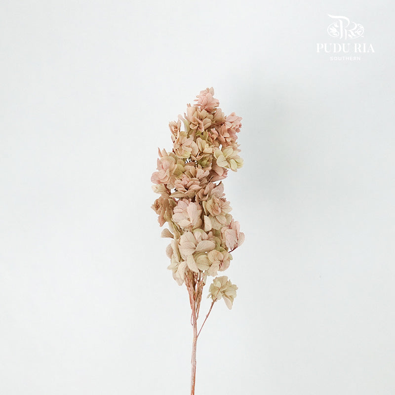 Preservative Hydrangea Snowflake Vintage - Pudu Ria Florist Southern