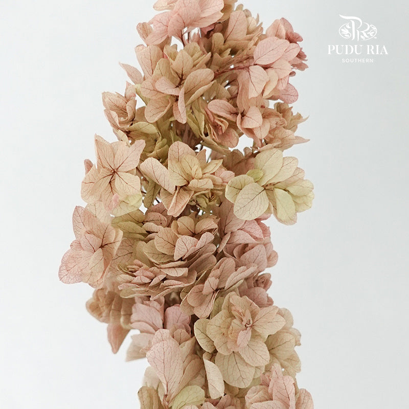 Preservative Hydrangea Snowflake Vintage - Pudu Ria Florist Southern