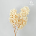 Preservative Hydrangea Snowflake Cream - Pudu Ria Florist Southern