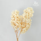 Preservative Hydrangea Snowflake Cream - Pudu Ria Florist Southern