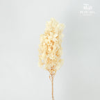 Preservative Hydrangea Snowflake Cream - Pudu Ria Florist Southern