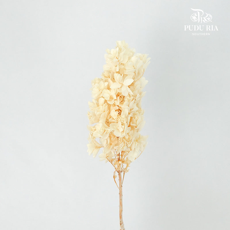 Preservative Hydrangea Snowflake Cream - Pudu Ria Florist Southern