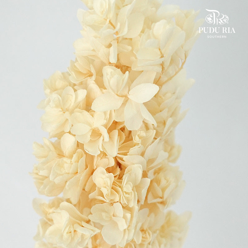 Preservative Hydrangea Snowflake Cream - Pudu Ria Florist Southern