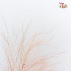 Preservative Luxuan Grass Pink - Pudu Ria Florist Southern