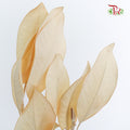 Preservative Magnolia - Pudu Ria Florist Southern