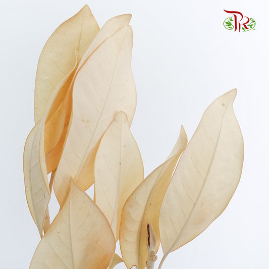 Preservative Magnolia - Pudu Ria Florist Southern